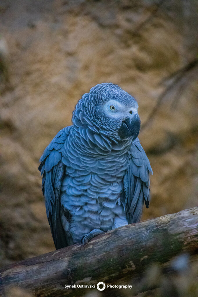 Zoo ve fotografii / SynekOStravski.cz 2024