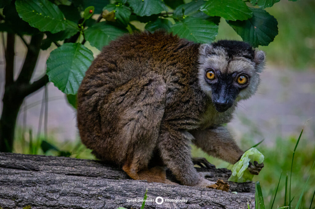 Zoo ve fotografii / SynekOStravski.cz 2024
