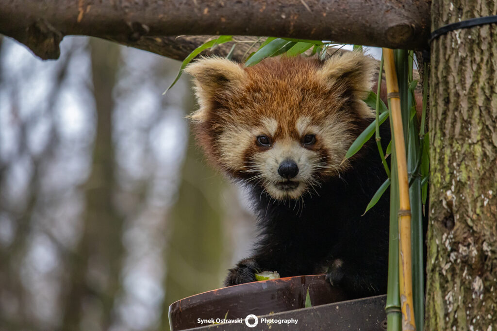 Zoo ve fotografii / SynekOStravski.cz 2024