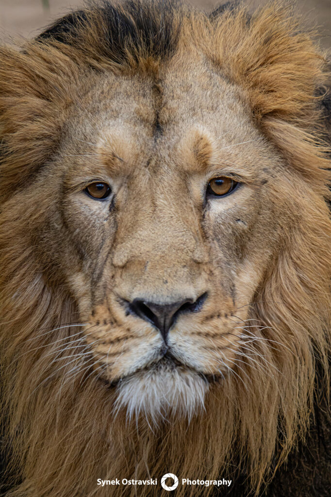 Zoo ve fotografii / SynekOStravski.cz 2024