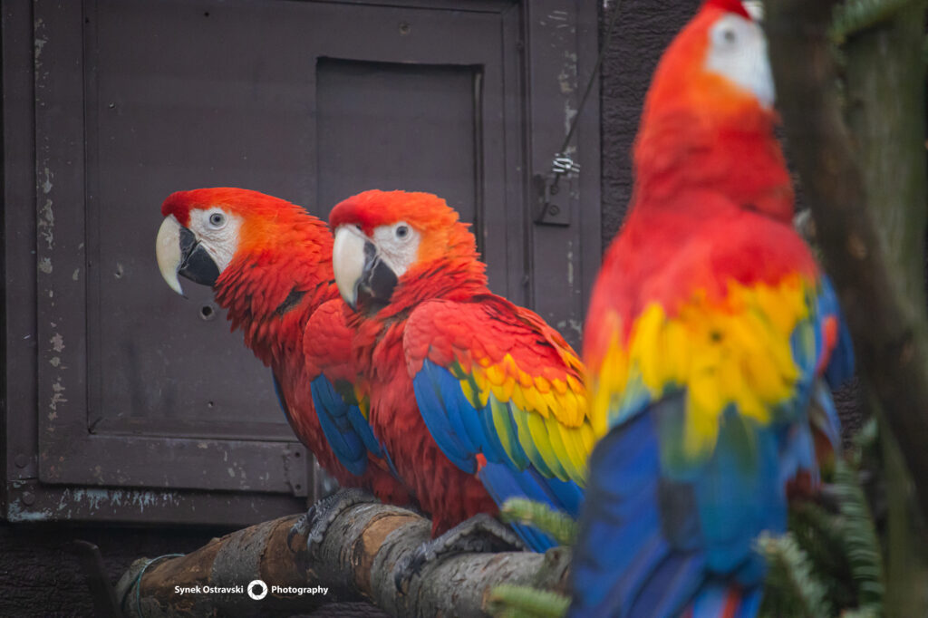 Zoo ve fotografii / SynekOStravski.cz 2024