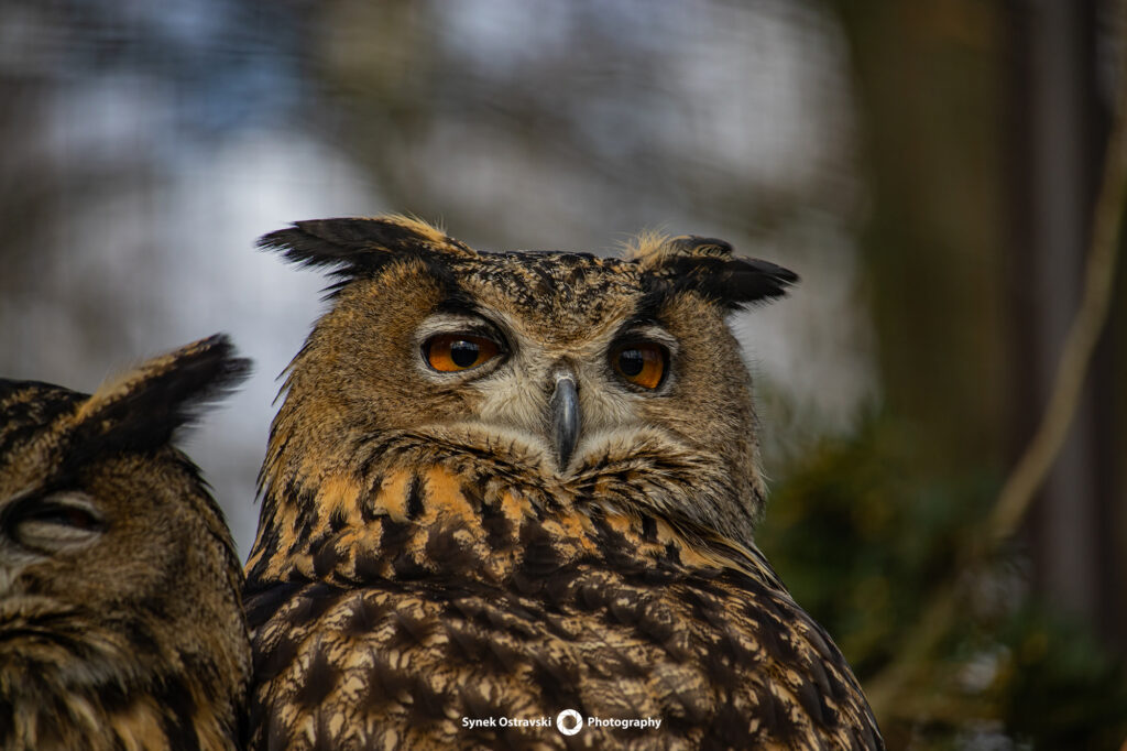 Zoo ve fotografii / SynekOStravski.cz 2024