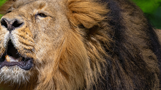 Fotolovy - Lev indický